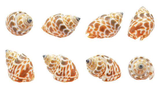 Collection of one seashell from different perspectives. isolated on a white background