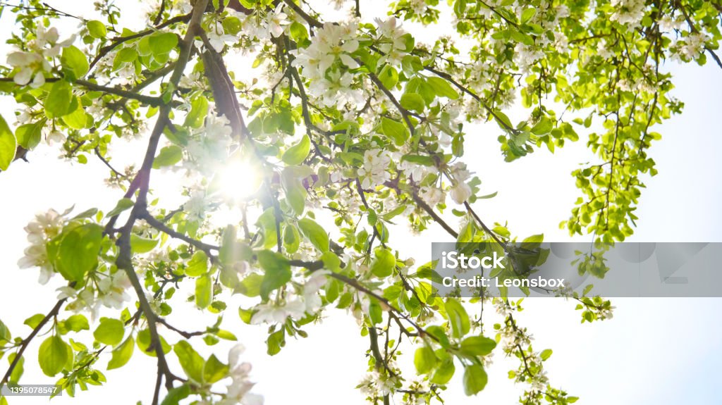Close-up in spring Brightly blooming apple tree Apple Blossom Stock Photo