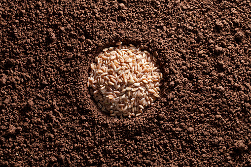 Wheat seeds in a hole in the soil.