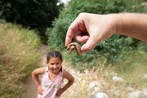 Man's hand shows a wild turtle to his child. Curious little girl with hands-on-hips admiring the animal. Outdoor family trip in nature.