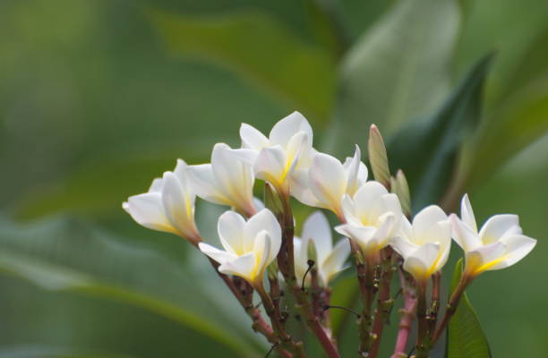 istock Group for bright white flower on green background and textures. 1395083755