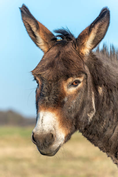 istock Portrait of a brown donkey in a paddock. 1395083808