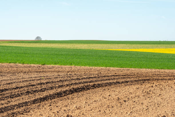 istock Fields of rapeseed and wheat in the countryside in spring. 1395083846