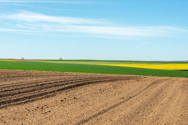 istock Fields of rapeseed and wheat in the countryside in spring. 1395083848