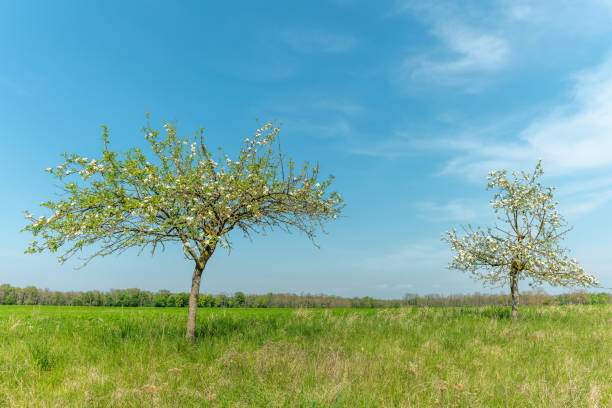 A tree with a blue sky and clouds. Tree. Outdoor. Sky. Plant