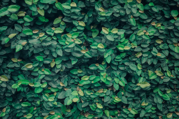 istock Background of tropical green leaf 1395084259