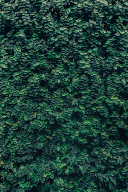 istock Background of tropical green leaf 1395084266
