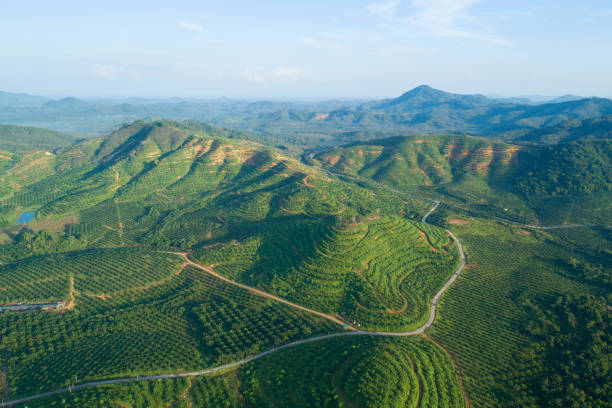 fileira do jardim da plantação da palmeira na montanha alta em phang nga tailândia opinião de ângulo elevado do zangão da vista aérea - landscape aerial view lumber industry agriculture - fotografias e filmes do acervo