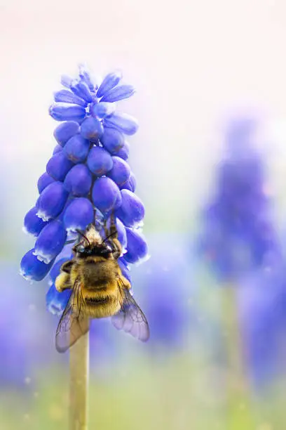 Grape hyacinth flowers with bee closeup. Blue muscari spring flowers and bee on flower garden.
