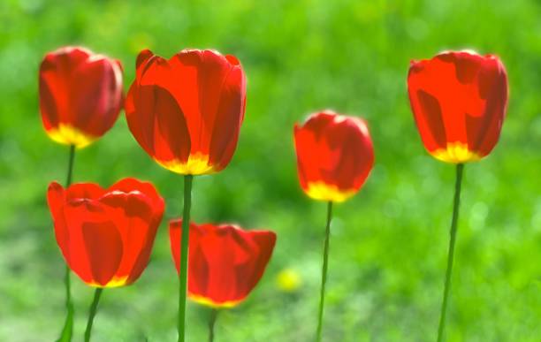 istock Bright red tulips on green grass lawn. 1395085676