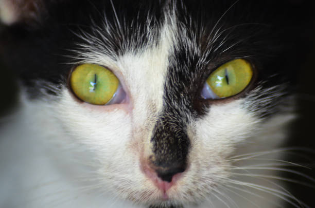 A green-eyed cat in a forest full of autumn leaves.