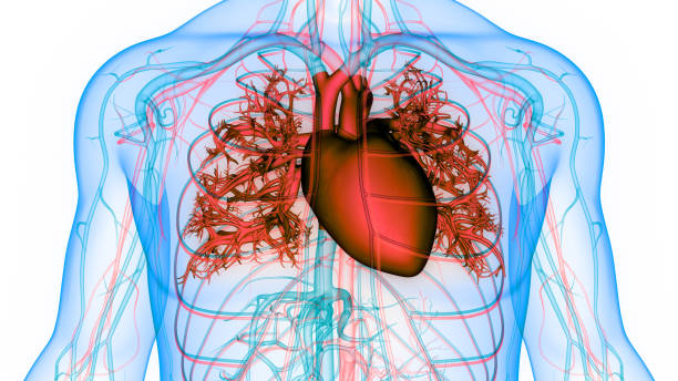 istock Human Circulatory System Heart Anatomy 1395088749
