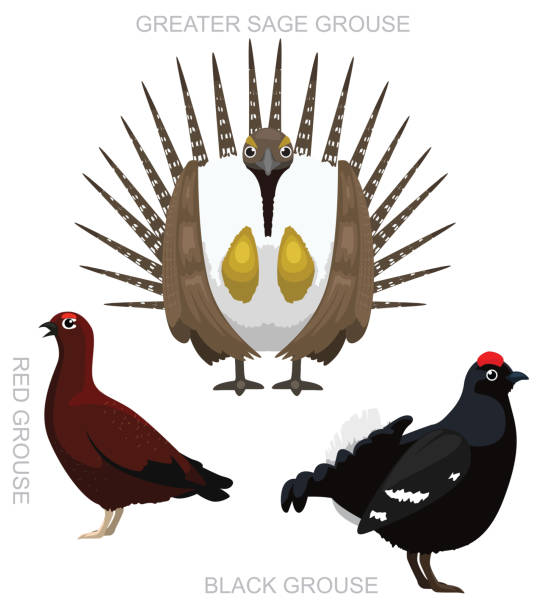 illustrations, cliparts, dessins animés et icônes de mignon bird grouse set cartoon vector - tétraoninés