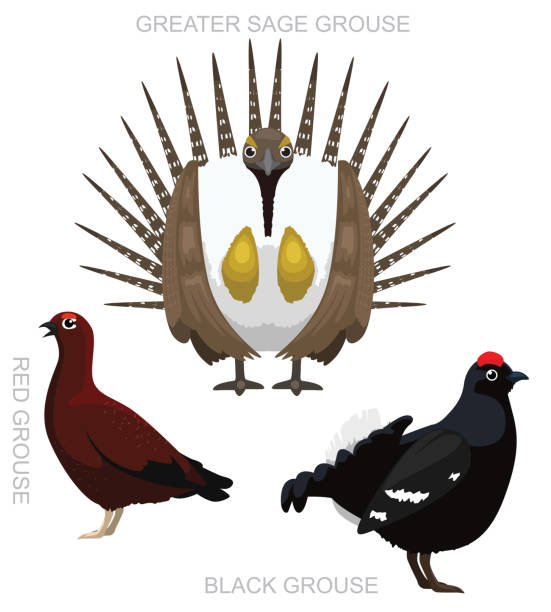 Cute Bird Grouse Set Cartoon Vector Animal Cartoon EPS10 File Format grouse stock illustrations