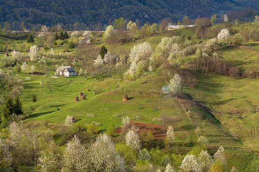 Beautiful spring landscape with blooming trees in Transilvania Romania