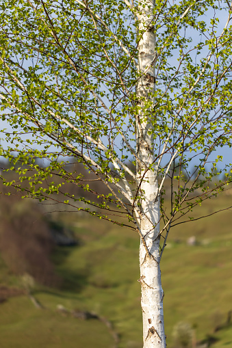 Birch tree in early spring