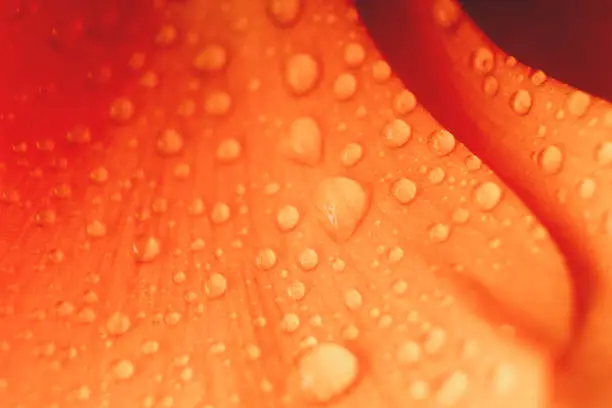 Photo of Water drops on Ranunculus petals. Orange flower abstract floral background, selective focus. Macro flower photo