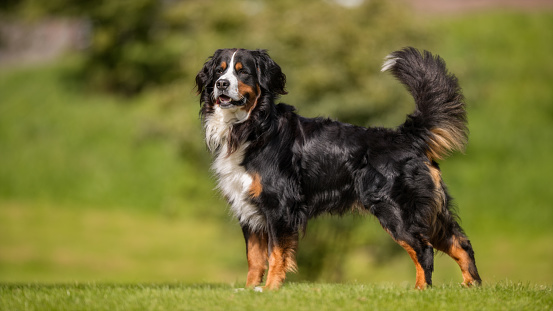 Beautiful dog photographed outdoors in nature.