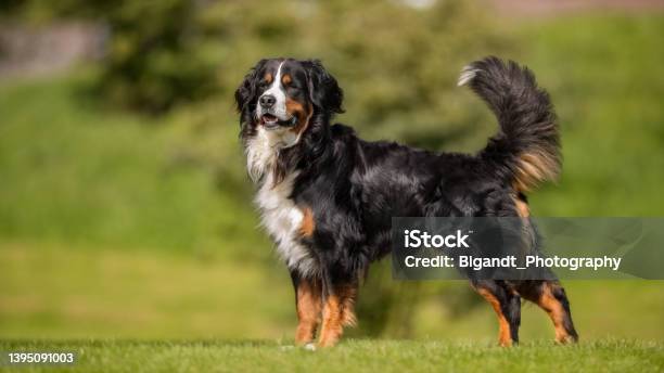Beautiful Dog Stock Photo - Download Image Now - Bernese Mountain Dog, Animal, Beauty