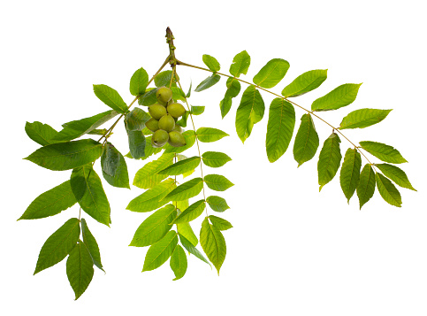 Branch with foliage and bunch of japanese walnut isolated on white background