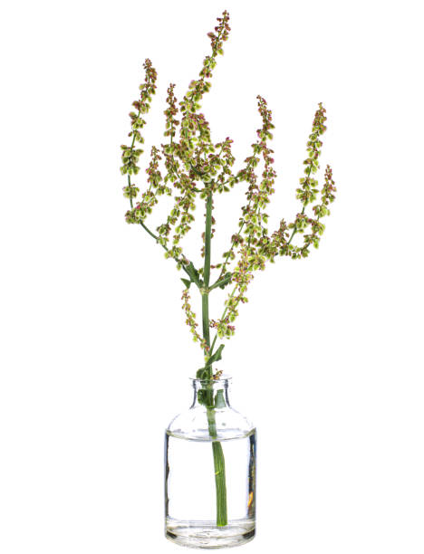Rumex crispus (russian dock or  bitter dock) in a glass vessel on a white background Rumex crispus (russian dock or  bitter dock) in a glass vessel with water rumex crispus stock pictures, royalty-free photos & images