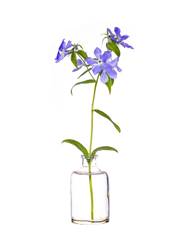 Phlox divaricata (wild blue phlox or woodland phlox) in a glass vessel with water