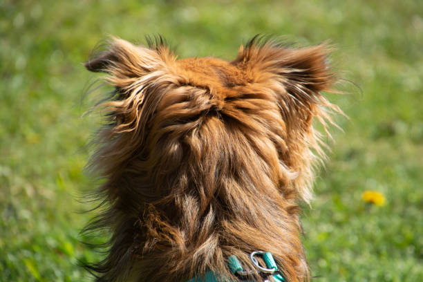 istock long-haired pomchi dog portrait viewed from behind 1395093342