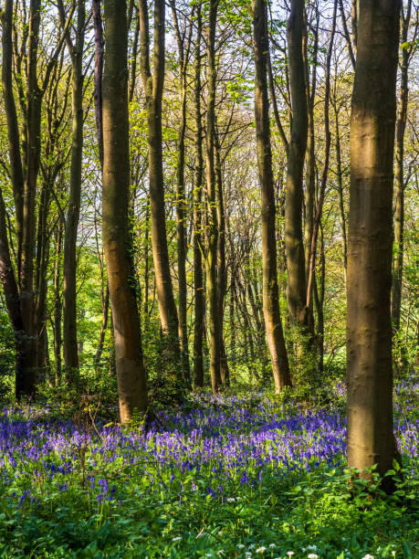 istock Bluebells in a woodland in Spring 1395094118