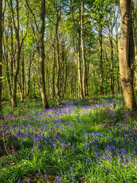 istock Bluebells in a woodland in Spring 1395094288