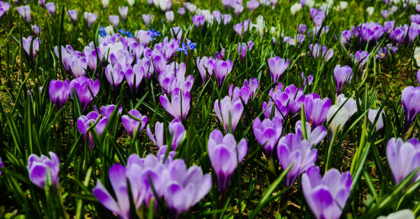 istock crocus (flowers) in the mountains, spring starts again 1395095278