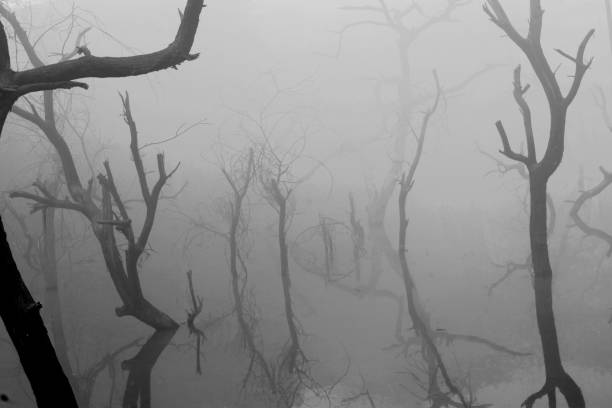 istock Foggy morning and trees during winter season 1395096445