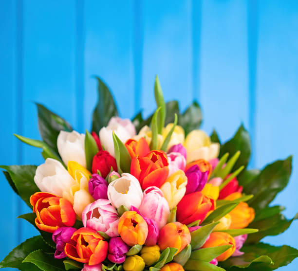 красочный букет тюльпанов на синем деревянном фоне. весенние цветы тюльпанов. - tulip blue close up cut flowers стоковые фото и изображения