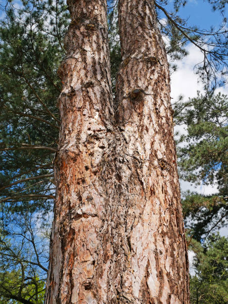 istock Trunk of a large pine tree in the woods 1395098001