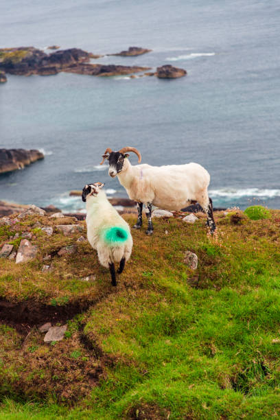 istock Scottish Blackface Free Range British sheep on the Isle of Skye 1395098944