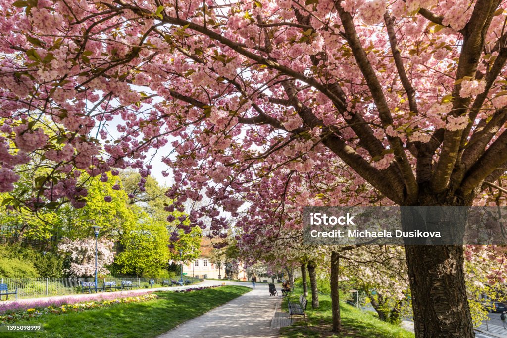 blooming spring park in Ujezd district, Lesser town, Prague Czech republic Apple Blossom Stock Photo