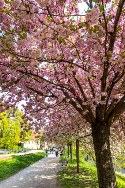 istock blooming spring park in Ujezd district, Lesser town, Prague Czech republic 1395099013