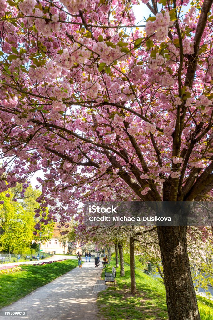 blooming spring park in Ujezd district, Lesser town, Prague Czech republic Apple Blossom Stock Photo