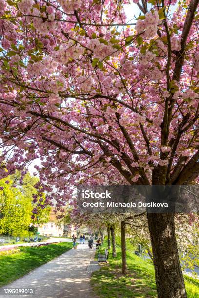 Blooming Spring Park In Ujezd District Lesser Town Prague Czech Republic Stock Photo - Download Image Now