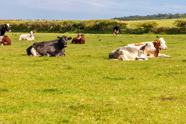 istock Cows resting in a pasture near Old Harry Rocks in Dorset 1395099021