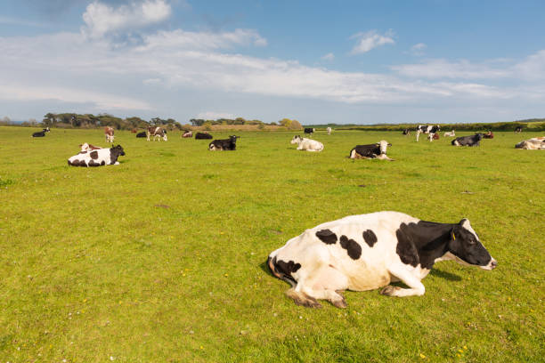 istock Cows resting in a pasture near Old Harry Rocks in Dorset 1395099025