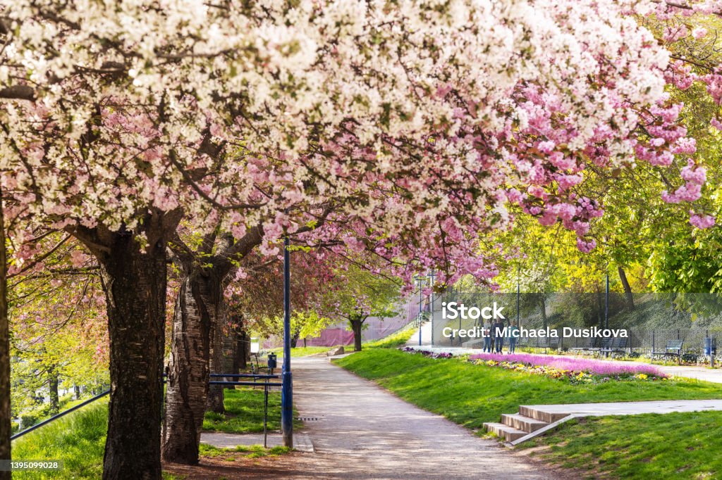 blooming spring park in Ujezd district, Lesser town, Prague Czech republic Prague Stock Photo
