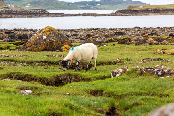 istock Scottish Blackface Free Range British sheep on the Isle of Skye 1395099063