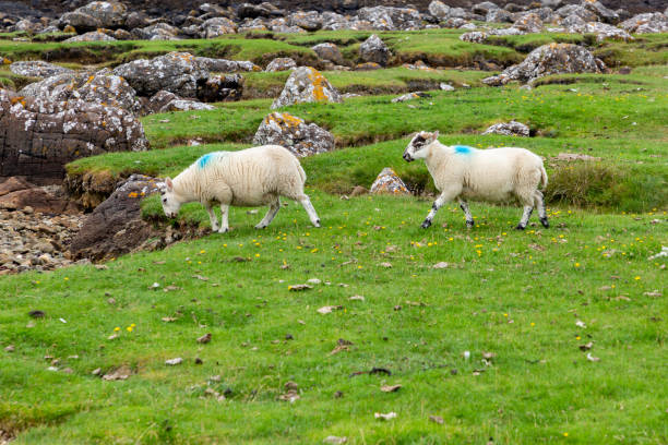 istock Scottish Blackface Free Range British lambs on the Isle of Skye 1395099064