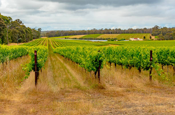 istock Brightly lit image of vertical grapevines rolling into the distance. 1395100401