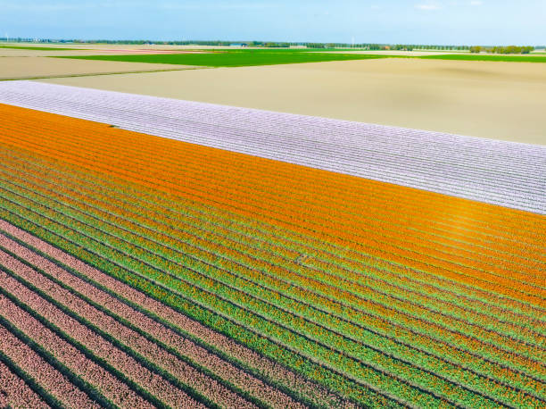 istock Tulips growing in agricutlural fields during springtime seen from above 1395100503