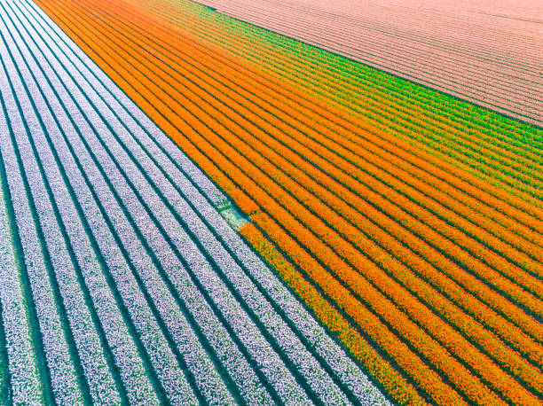 istock Tulips growing in agricutlural fields during springtime seen from above 1395101562