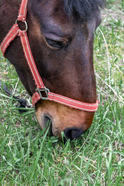 istock The horse eats grass. Animals. Nature. Farm. 1395101642