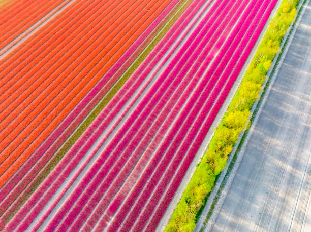 istock Tulips growing in agricutlural fields during springtime seen from above 1395101652