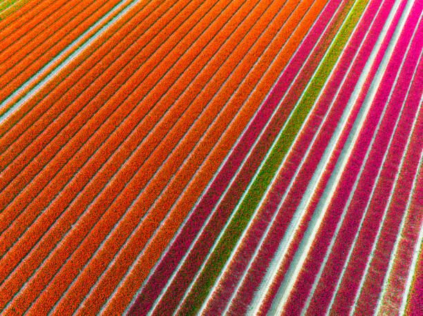 istock Tulips growing in agricutlural fields during springtime seen from above 1395101701