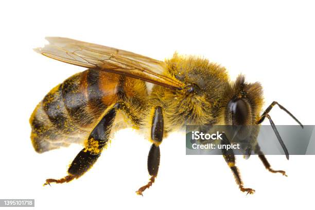 Insects Of Europe Bees Side View Macro Of European Honey Bee Isolated On White Background Abdomen Details Stock Photo - Download Image Now